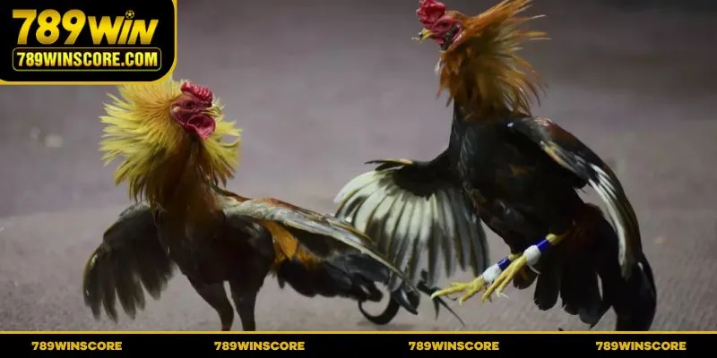 Tìm hiểu sơ lược về đá gà 789win