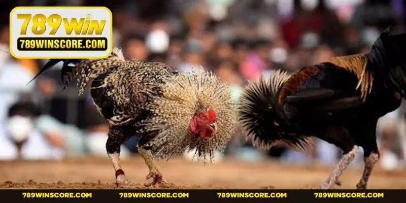 Hấp dẫn đặc biệt của hình thức chọi kê kịch tính