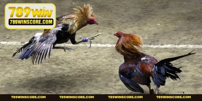 Thông tin về quy tắc chung trong đá gà cựa sắt