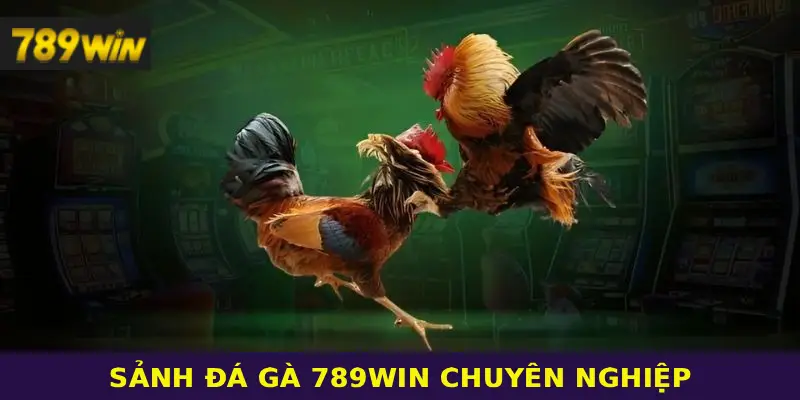 Sảnh đá gà 789WIN chuyên nghiệp